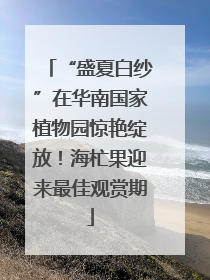 “盛夏白纱”在华南国家植物园惊艳绽放！海杧果迎来最佳观赏期