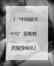 “中国最美小鸟”蓝喉蜂虎现身闽北