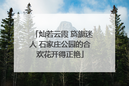 灿若云霞 旖旎迷人 石家庄公园的合欢花开得正艳