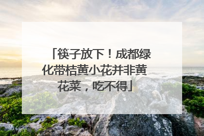 筷子放下！成都绿化带桔黄小花并非黄花菜，吃不得