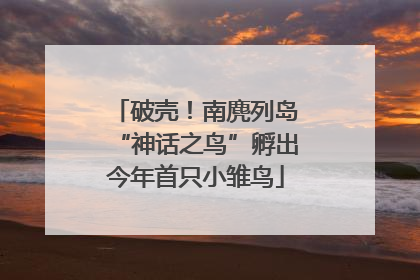 破壳！南麂列岛“神话之鸟”孵出今年首只小雏鸟
