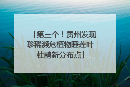 第三个！贵州发现珍稀濒危植物睡莲叶杜鹃新分布点