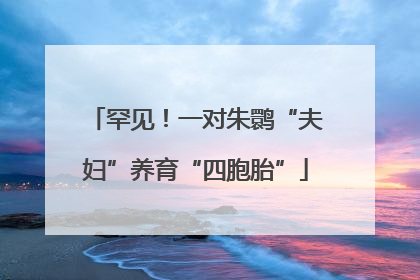 罕见！一对朱鹮“夫妇”养育“四胞胎”