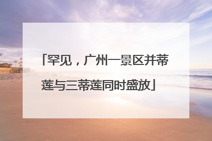 罕见，广州一景区并蒂莲与三蒂莲同时盛放