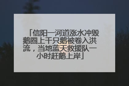 信阳一河道涨水冲毁鹅圈上千只鹅被卷入洪流，当地蓝天救援队一小时赶鹅上岸