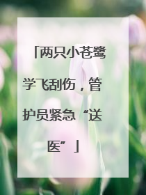 两只小苍鹭学飞刮伤，管护员紧急“送医”