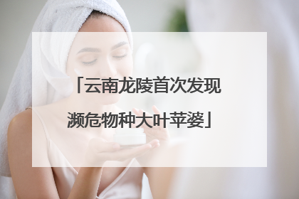 云南龙陵首次发现濒危物种大叶苹婆