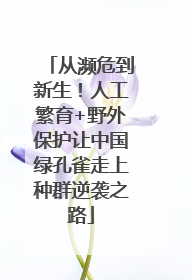 从濒危到新生！人工繁育+野外保护让中国绿孔雀走上种群逆袭之路