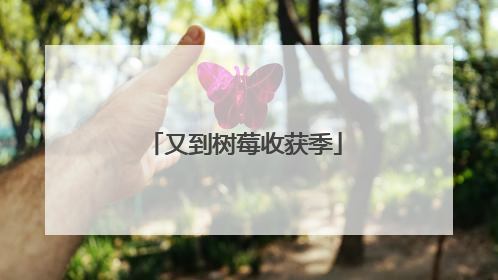又到树莓收获季
