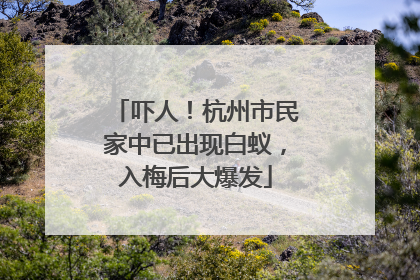吓人！杭州市民家中已出现白蚁，入梅后大爆发
