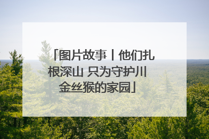 图片故事丨他们扎根深山 只为守护川金丝猴的家园