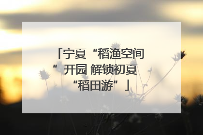 宁夏“稻渔空间”开园 解锁初夏“稻田游”