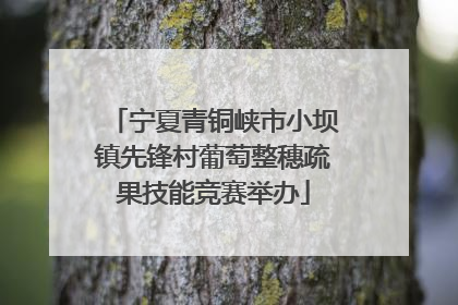 宁夏青铜峡市小坝镇先锋村葡萄整穗疏果技能竞赛举办