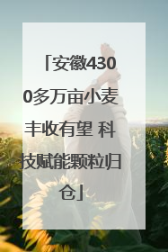 安徽4300多万亩小麦丰收有望 科技赋能颗粒归仓