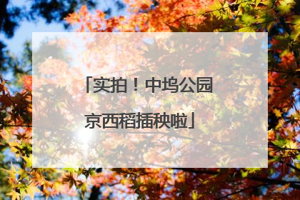 实拍！中坞公园京西稻插秧啦