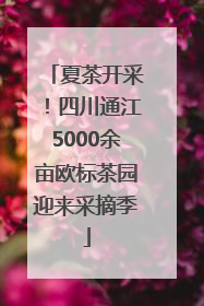 夏茶开采！四川通江5000余亩欧标茶园迎来采摘季