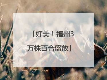 好美！福州3万株百合盛放