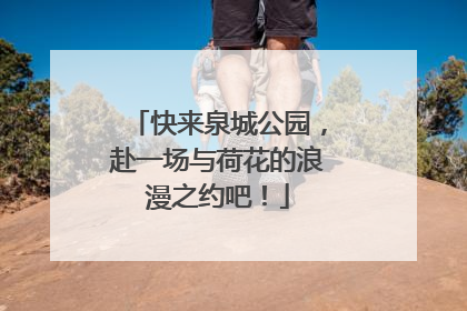 快来泉城公园，赴一场与荷花的浪漫之约吧！