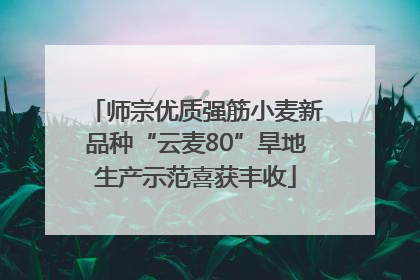 师宗优质强筋小麦新品种“云麦80”旱地生产示范喜获丰收
