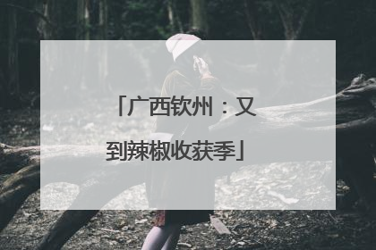 广西钦州：又到辣椒收获季