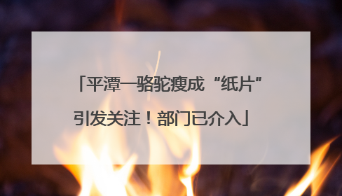 平潭一骆驼瘦成“纸片”引发关注！部门已介入
