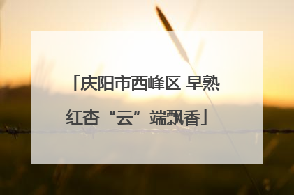 庆阳市西峰区 早熟红杏“云”端飘香