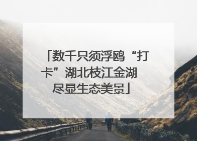 数千只须浮鸥“打卡”湖北枝江金湖 尽显生态美景
