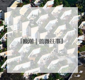 晚潮｜蔷薇往事