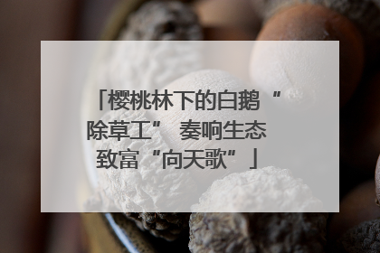 樱桃林下的白鹅“除草工” 奏响生态致富“向天歌”