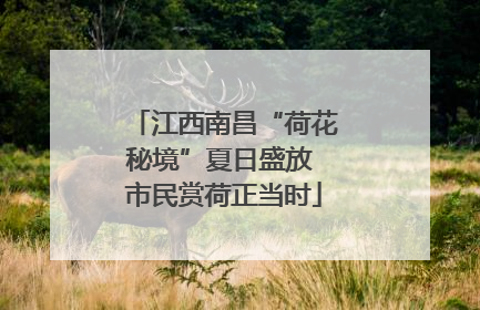江西南昌“荷花秘境”夏日盛放 市民赏荷正当时