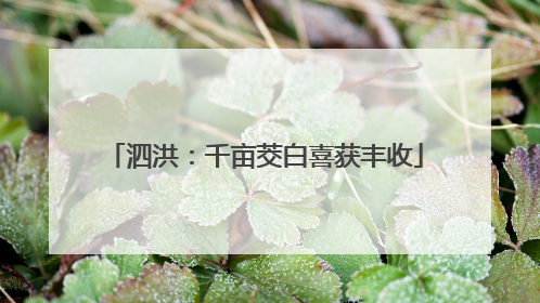 泗洪：千亩茭白喜获丰收
