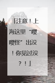注意！上海这里“嘤嘤怪”出没！你见过没？！