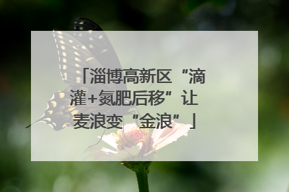 淄博高新区“滴灌+氮肥后移”让麦浪变“金浪”