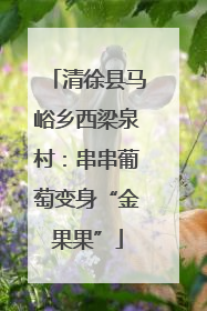 清徐县马峪乡西梁泉村：串串葡萄变身“金果果”