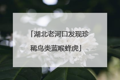 湖北老河口发现珍稀鸟类蓝喉蜂虎