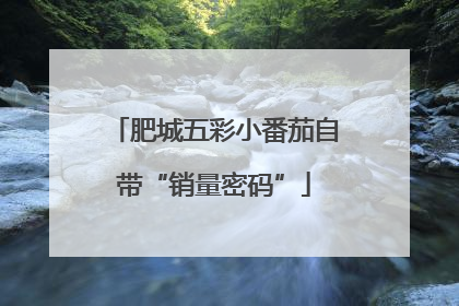 肥城五彩小番茄自带“销量密码”
