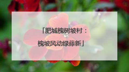 肥城槐树坡村：槐坡风动绿藤新