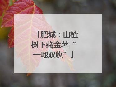 肥城：山楂树下藏金薯“一地双收”