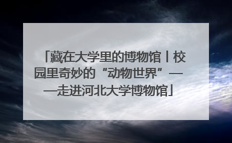 藏在大学里的博物馆丨校园里奇妙的“动物世界”——走进河北大学博物馆