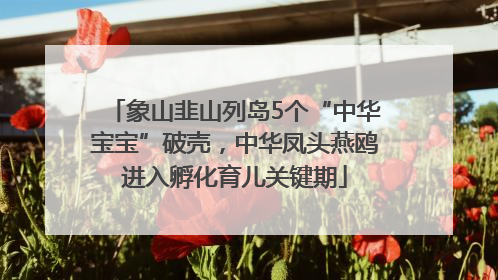 象山韭山列岛5个“中华宝宝”破壳，中华凤头燕鸥进入孵化育儿关键期