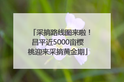 采摘路线图来啦！昌平近5000亩樱桃迎来采摘黄金期