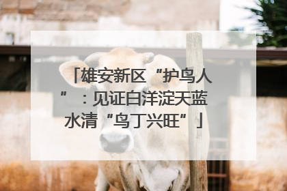 雄安新区“护鸟人”：见证白洋淀天蓝水清“鸟丁兴旺”