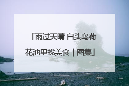 雨过天晴 白头鸟荷花池里找美食｜图集