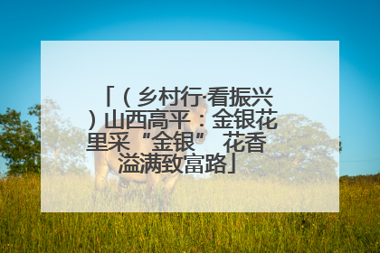 （乡村行·看振兴）山西高平：金银花里采“金银” 花香溢满致富路